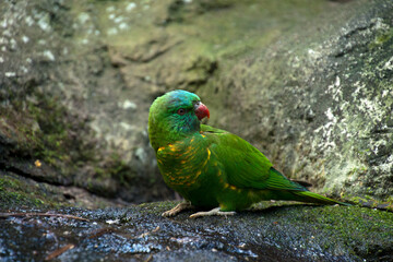 Sydney Australia, Trichoglossus chlorolepidotus is also known as scaly-breasted lorikeet,  gold and green lorikeet,  green lorikeet, or green parrot