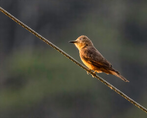 a rufous songbird sitting on a wire at the sunset