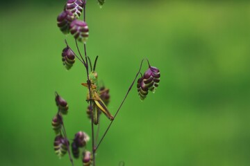 Acridoidea insect on a green leaf. grasshoper in the garden in morning sunlight