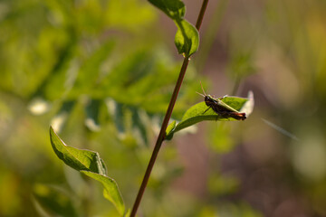 Acridoidea insect on a green leaf. grasshoper in the garden in morning sunlight