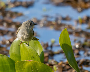 A small bird perched on a leaf beside a pond