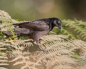 A small bird perched on fern leaves