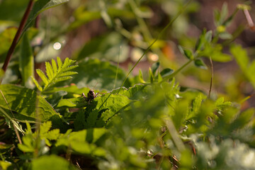 Acridoidea insect on a green leaf. grasshoper in the garden in morning sunlight