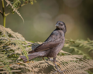 A small bird perched on fern leaves
