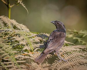 A small bird perched on fern leaves