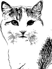 Line art of cat