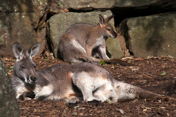 Sydney Australia, female red kangaroo laying down in the sunshine with red-necked wallaby in background