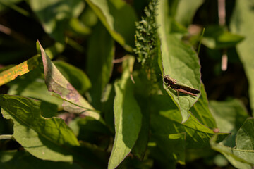 Acridoidea insect on a green leaf. grasshoper in the garden in morning sunlight