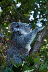 Sydney Australia, Koala sitting in tree eating leaves in late afternoon