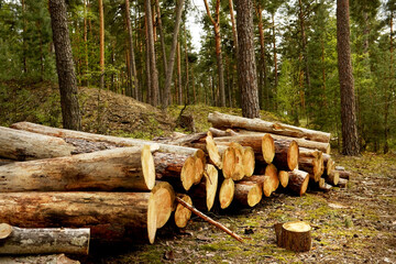 A row of sawn trees in a pine forest. Destruction of the forest. environmental problems.