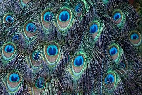 Sydney Australia, close-up of peacock tail feathers also called a train