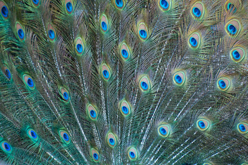 Fototapeta premium Sydney Australia, close-up feathers when peacock is displaying