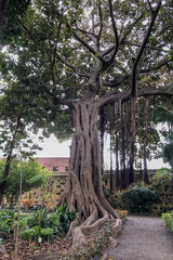BOTANICAL GARDEN PUERTO DE LA CRUZ TENERIFE