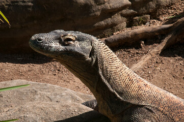 Sydney Australia, closeup of the head and neck of a komodo dragon