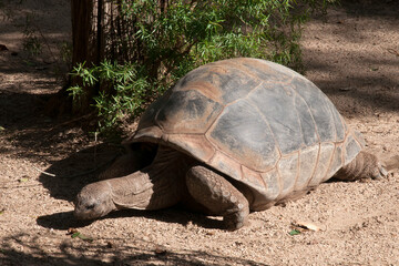 Obraz premium Sydney Australia, aldabrachelys gigantea from the Aldabra atoll in the Seychelles is one of the largest tortoises in the world
