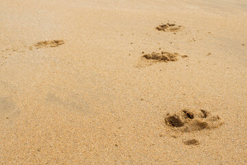 Fototapeta na wymiar Dog foot prints on a yellow warm sand. Abstract nature background