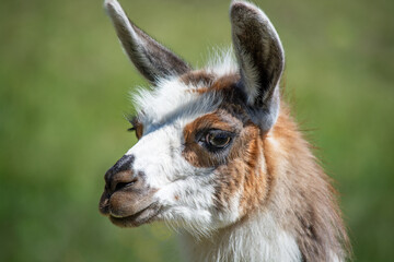 Lama