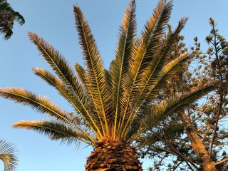 COSTA ADEJE TENERIFE