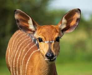 Nyala antelope looking at the camera