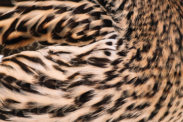 Bird feathers close-up. Wild duck wing. Texture for design.