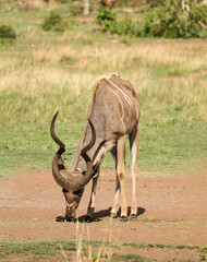 Kudu antelope eating grass