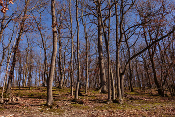 Fototapeta premium gnarled trees in a forest and blue sky while mountain biking