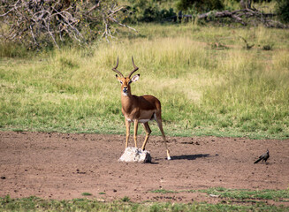 Impala sticking a tongue out