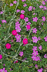 Fototapeta premium Close up of a flower border with colourful flowering Geranium x magnificum