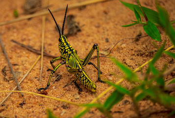 Locust grasshopper close up
