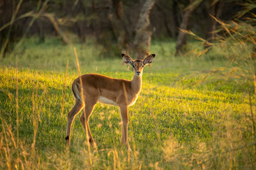 Impala standing on the grass