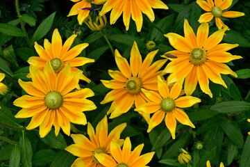 Fototapeta na wymiar Rudbeckia hirta 'Prairie Sun' in a flower border