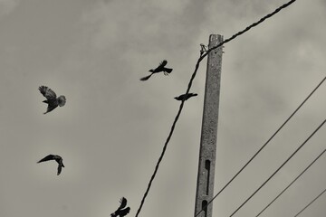 Corbeaux et câbles électriques .