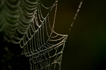 drops of water on the spider web. blurred green background. geometry in nature