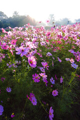 cosmos flower