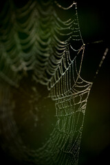 drops of water on the spider web. blurred green background. geometry in nature