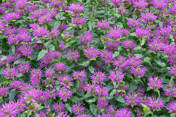 A close up of flowering garden border with Monarda didyma