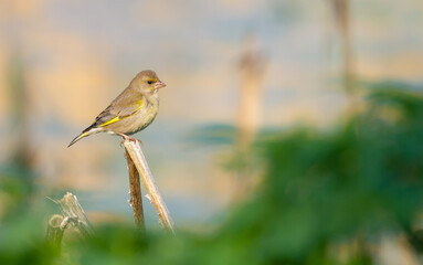 European greenfinch, Chloris chloris. The bird sits on a broken cane stalk by the river