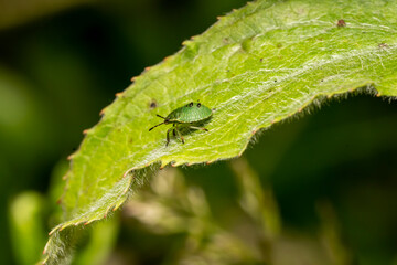 Green Shield Bug (Palomena prasina) nymph a common garden flying insect which is often called stink bug stock photo image