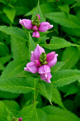 A close up of the unusual Chelone obliqua in a flower garden