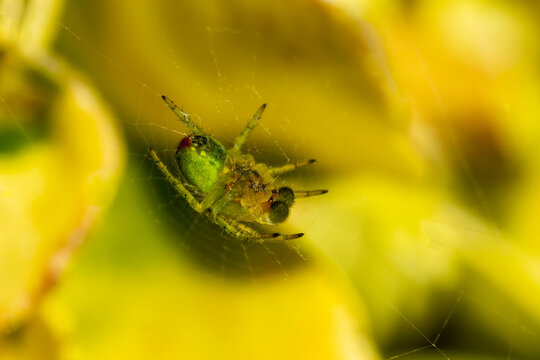 A young cucumber green spider (araniella cucurbitina) in spring which is a common garden green orb spider which catches its insect prey by building a silk web stock photo image