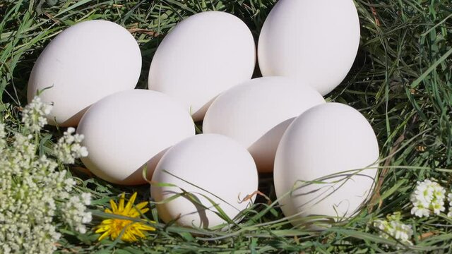 Closeup view video of several fresh white chicken eggs laying in green dry grass outdoor in summer bright sunlight