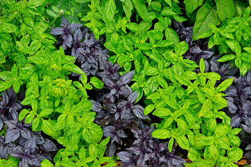 Close up of two varieties of Basil green and purple