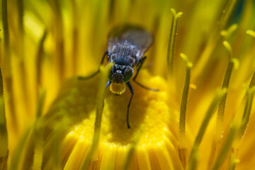 Macro di una piccola mosca che beve su di un tarassaco comune all'alba