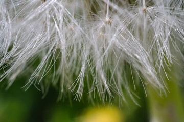 Fototapeta premium Macro di un Tarassaco comune