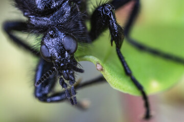 Ritratto di un insetto nero