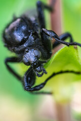 Ritratto di un insetto nero