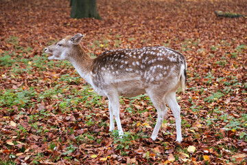 Fallow deer fawn in autumn landscape
