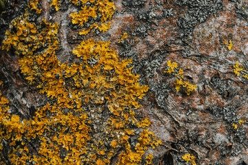 texture of the tree bark of birch closeup