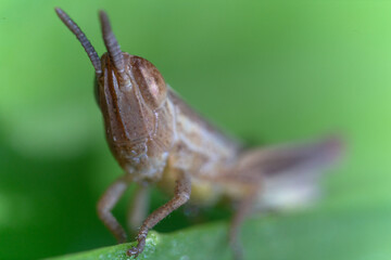 Macro di una cavalletta verde su di un filo d'erba