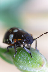 Macro di una piccola cimice nera